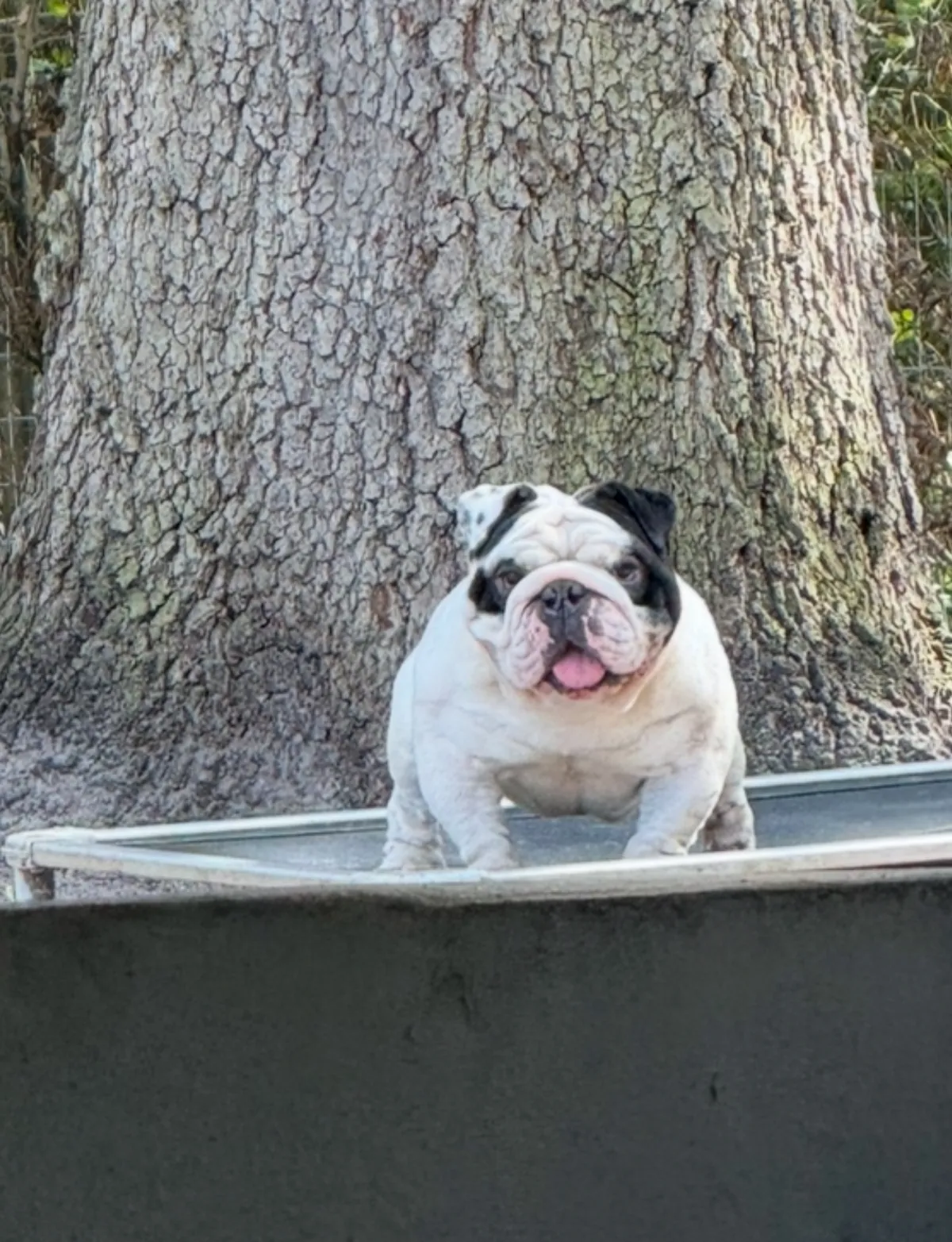 A black and white English bulldog standing by an oak tree