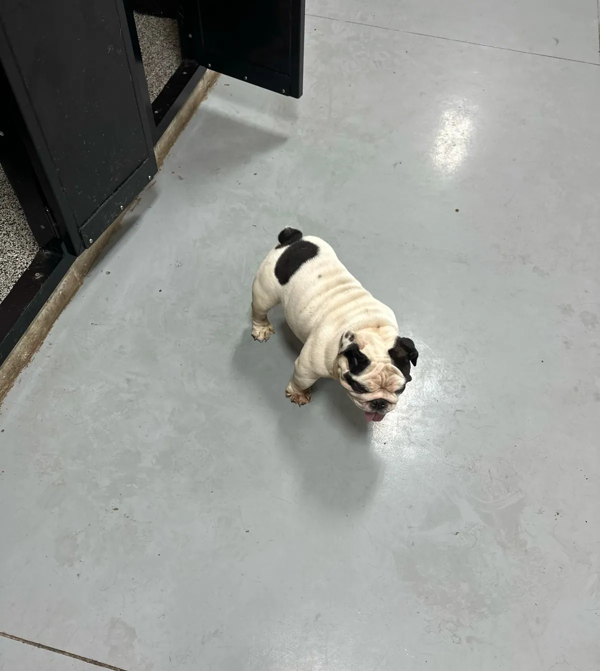 A black and white English bulldog walking inside the kennel building