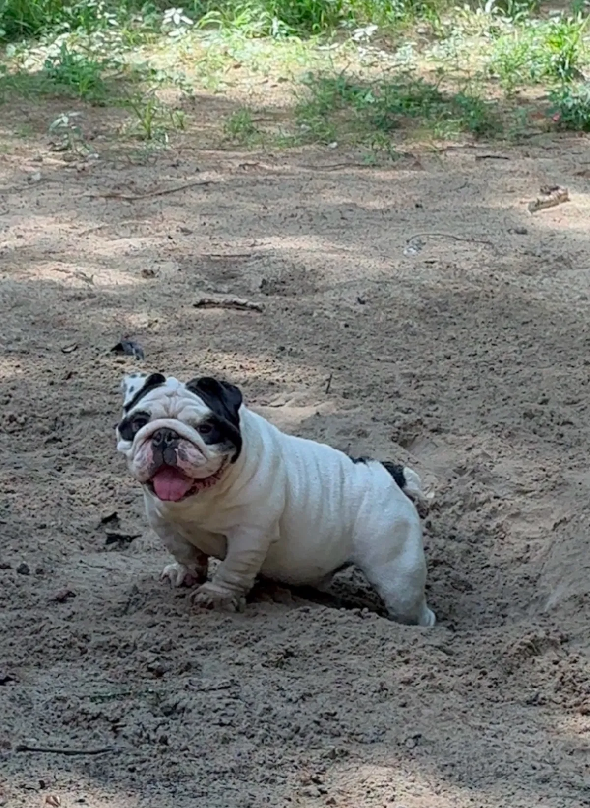 A black and white English bulldog playing in the sand