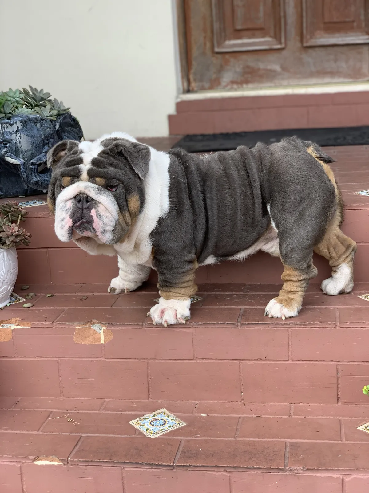 A blue tri English bulldog stud standing on brick steps