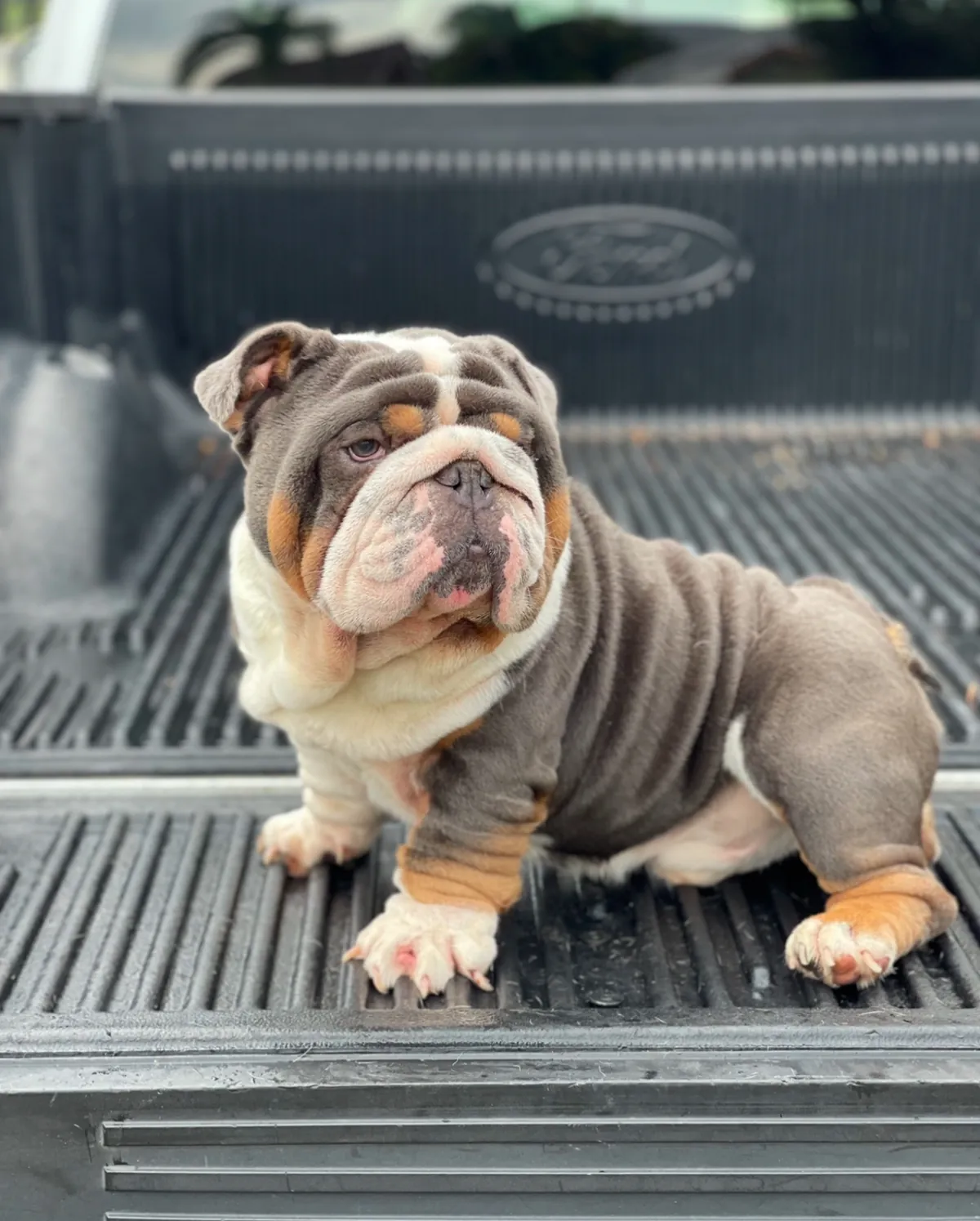 A chocolate tri English bulldog sitting in a pickup truck bed