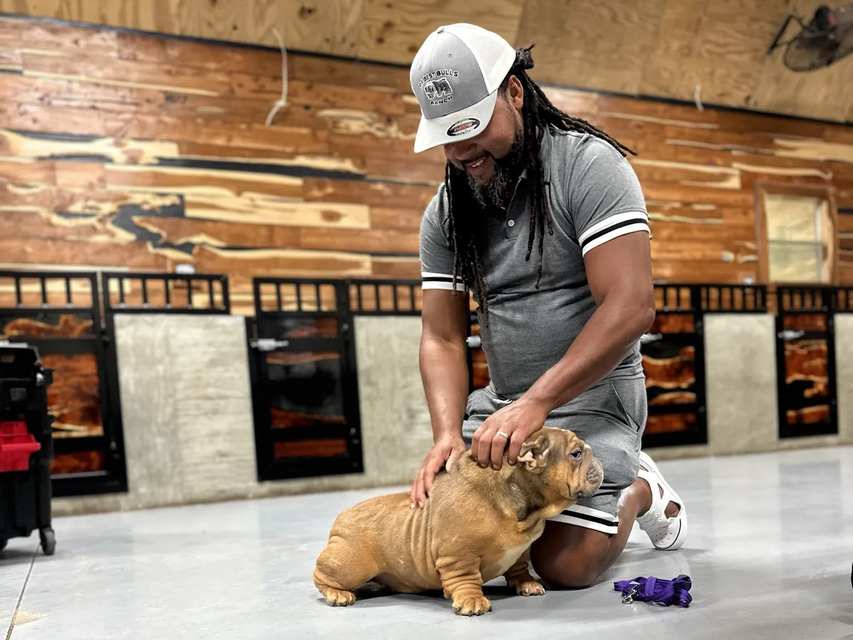 A fawn English bulldog inside the DaBestBulls Ranch kennel facility