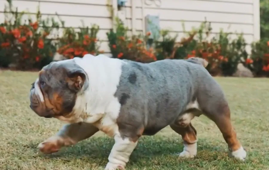Fury, a mini English bulldog stud at DaBestBulls Ranch