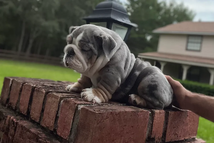 A grey merle micro English bulldog puppy sitting on a brick wall