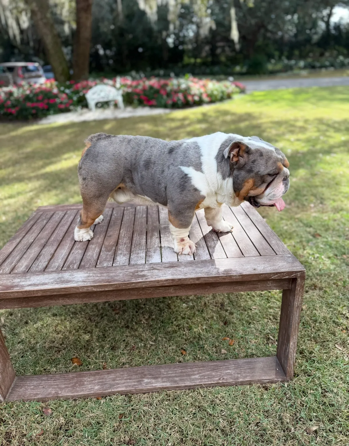 A merle English bulldog stud standing on a wooden table outdoors