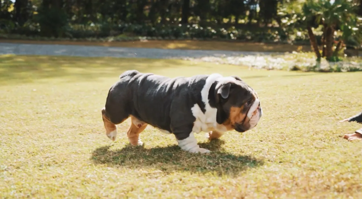 A tri-color English bulldog stud moving across the grass