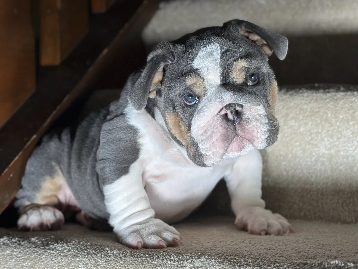 A blue tri-color mini English bulldog puppy on carpeted stairs